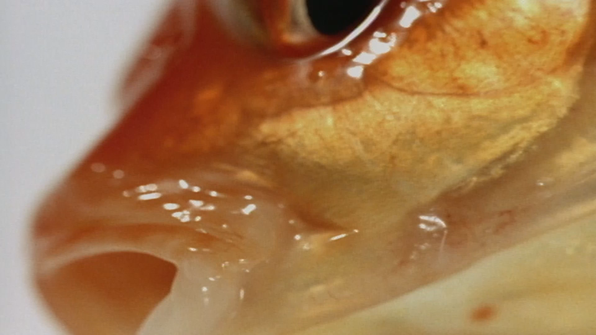 Thumbnail image for LIKE A FISH OUT OF WATER