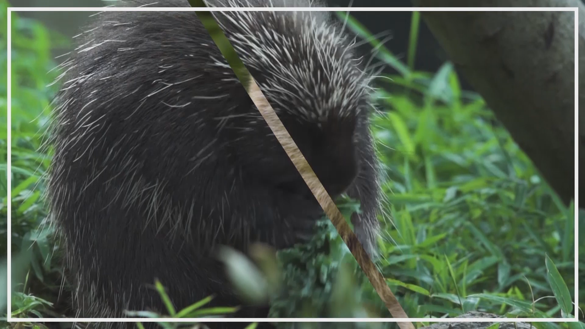 PSA: HUMANE CONSERVATION