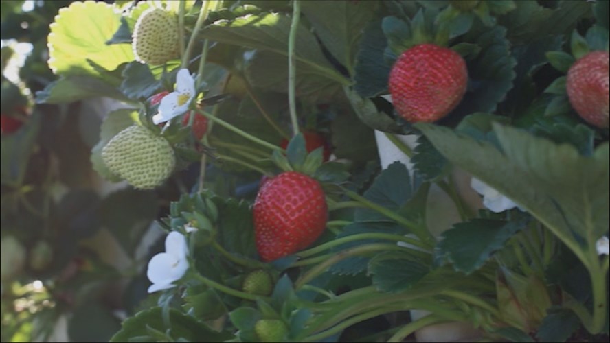 Station ID;Strawberries PGTV-County logo;20170306 000015 AG