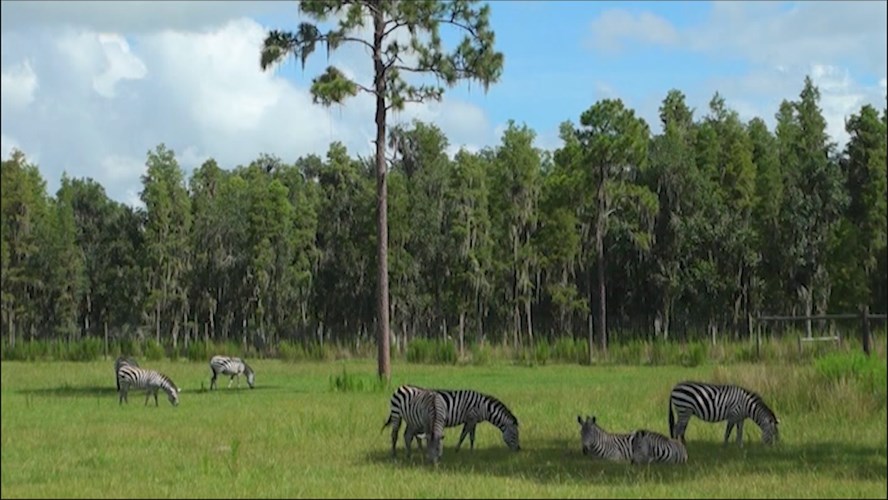 Station ID; Zebras Blocks; 000014