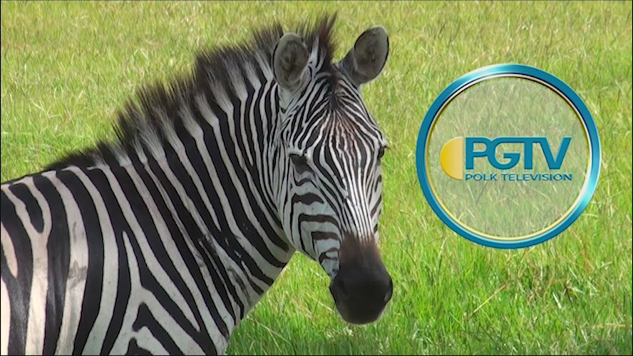 Station ID: Zebras