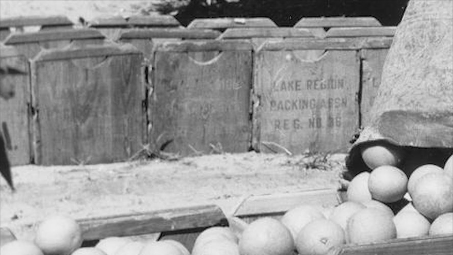 Heritage Trails #30: Citrus Label Tour