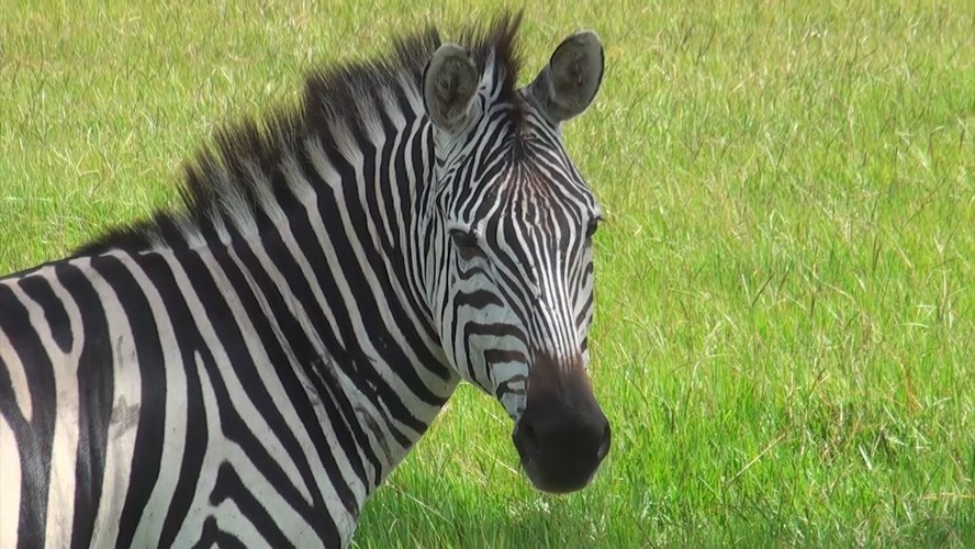 Thumbnail image for Station ID: Safari Wilderness Ranch