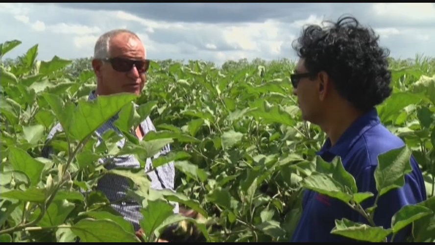 PSA: IFAS Crop Production